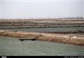 تمدید مهلت ذخیره سازی میگو در مزارع پرورشی استان بوشهر تا ۱۵ مرداد